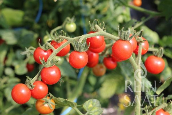 Bio-Tomate Rote Ribisel