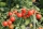 Bio-Tomate Rote Ribisel