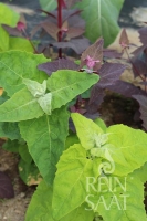 Bio-Gartenmelde-Mix Tricolor