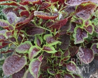 Bio-Blattamaranth Chinese multicolor Spinach