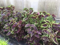 Bio-Blattamaranth Chinese multicolor Spinach