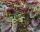 Bio-Blattamaranth Chinese multicolor Spinach