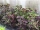 Bio-Blattamaranth Chinese multicolor Spinach