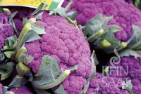 Bio-Blumenkohl Di Sicilia violetto