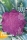 Bio-Blumenkohl Di Sicilia violetto