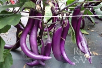 Bio-Aubergine Tarim