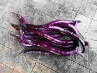 Bio-Aubergine Tarim