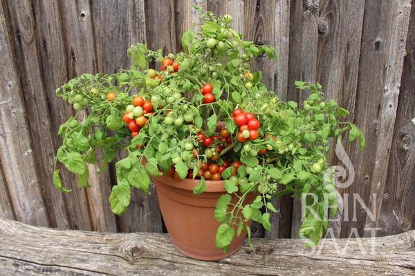 Bio-Balkontomate Bajaja