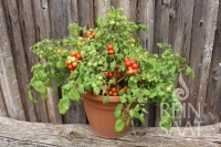 Bio-Balkontomate Bajaja