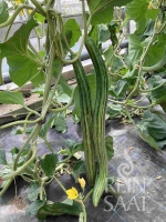Bio-Gurkenmelone Armenian Striped