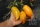 Bio-Tomate Buratino
