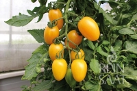 Bio-Tomate Artisan Tiger Mix