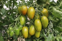Bio-Tomate Artisan Tiger Mix