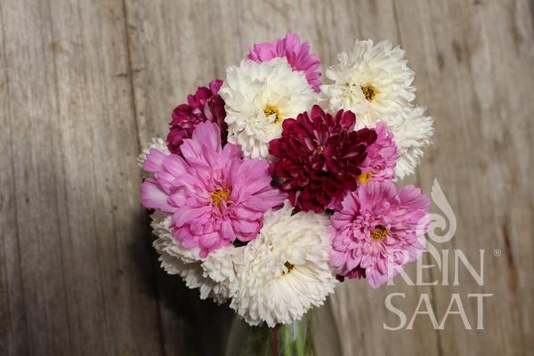 Bio-Cosmea, Double Click Assorted