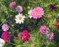 Bio-Cosmea, Double Click Assorted