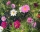 Bio-Cosmea, Double Click Assorted