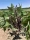 Bio-Buschbohne Purple Queen