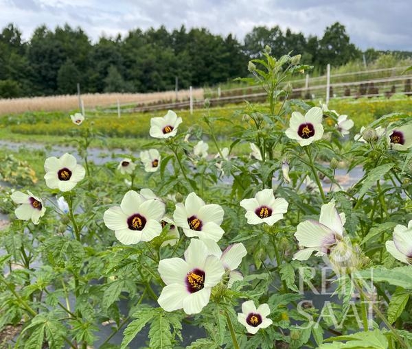 Bio-Dekanhanf/Kenaf Hibiscus cannabinus