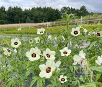 Bio-Dekanhanf/Kenaf Hibiscus cannabinus