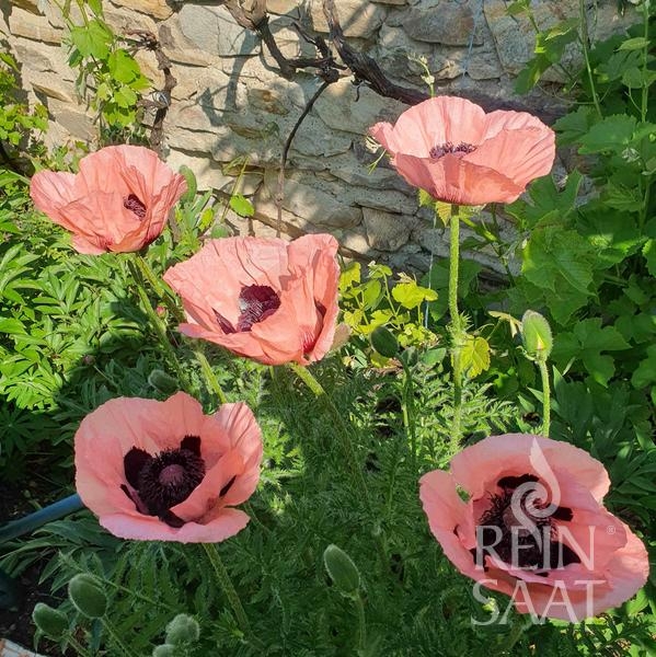 Bio-Orientalischer Mohn Princess Victoria Louise