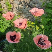 Bio-Orientalischer Mohn Princess Victoria Louise