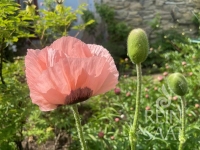 Bio-Orientalischer Mohn Princess Victoria Louise