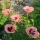 Bio-Orientalischer Mohn Princess Victoria Louise