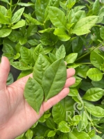 Bio-Surinamspinat