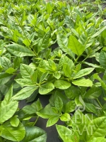 Bio-Surinamspinat