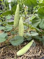 Bio-Gurkenmelone Tortarello Abruzese