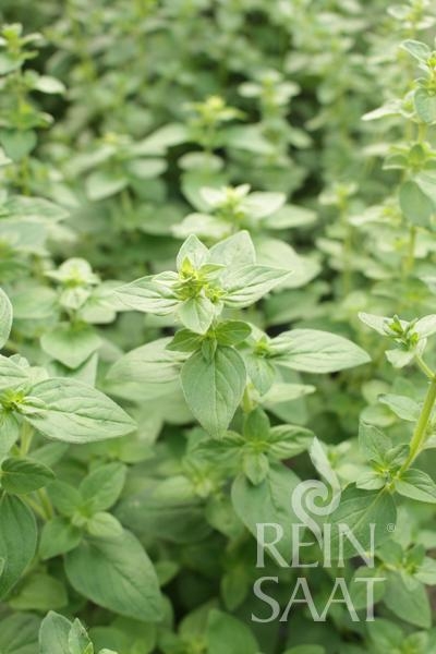Bio-Oregano Pantokrator