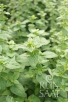 Bio-Oregano Pantokrator