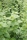 Bio-Oregano Pantokrator