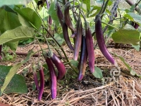 Bio-Aubergine RS-Me-02.26 (Little Brinjal)