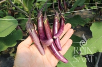 Bio-Aubergine RS-Me-02.26 (Little Brinjal)