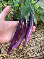 Bio-Aubergine RS-Me-02.26 (Little Brinjal)