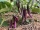 Bio-Aubergine RS-Me-02.26 (Little Brinjal)