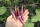 Bio-Aubergine RS-Me-02.26 (Little Brinjal)