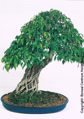 servierschale bambus 🥗 BAMBOO Schale – Frisch servieren mit Stil – BUTLERS