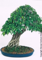Birkenfeige / Wheeping-Tree Zimmerbonsai