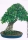 Birkenfeige / Wheeping-Tree Zimmerbonsai