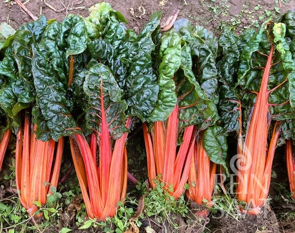 Bio-Mangold Five Colours Orange