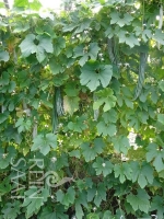 Bio-Schlangenhaargurke
