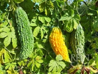 Bio-Bittergurke Goya