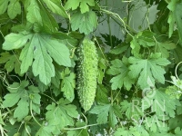 Bio-Bittergurke Goya