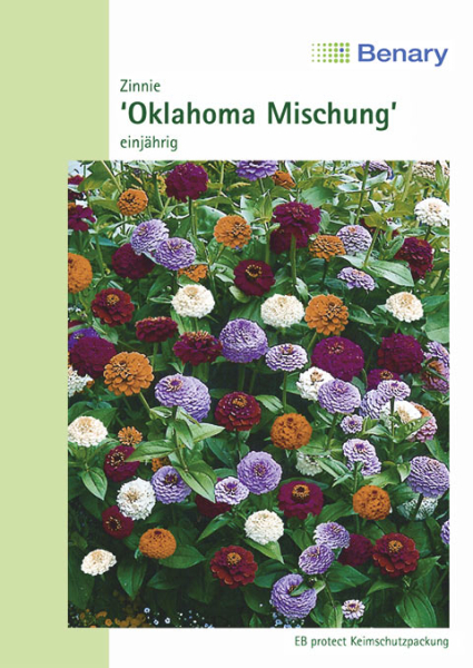 Zinnie Oklahoma Mix 80cm
