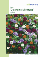 Zinnie Oklahoma Mix 80cm