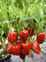 Bio-Paprika Quadrato dAsti rosso
