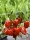 Bio-Paprika Quadrato dAsti rosso
