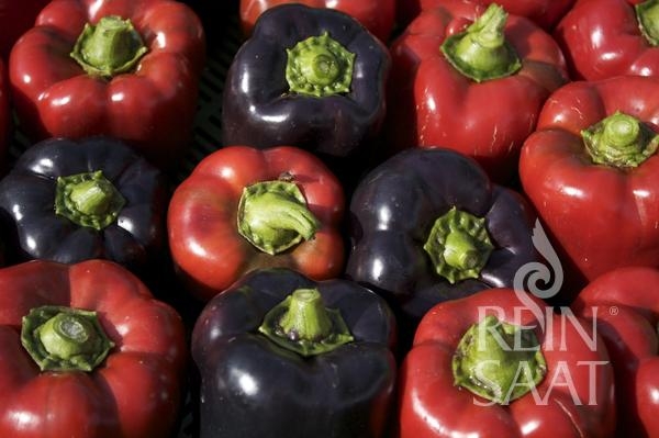 Bio-Paprika Violetta